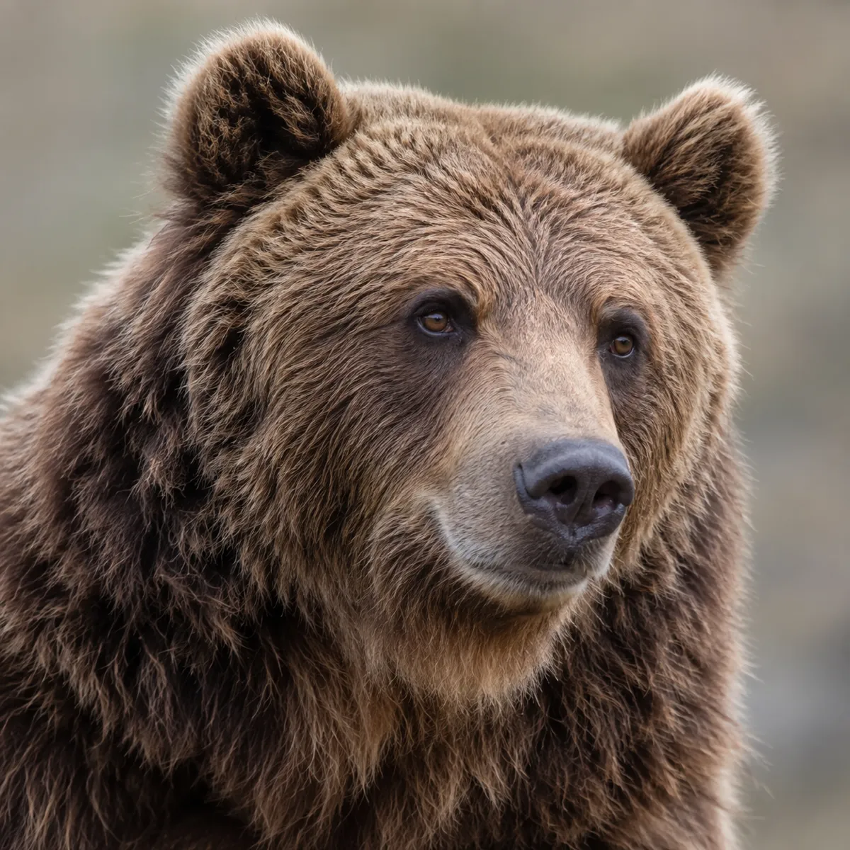 Bear reference photo, the source the tattoo stencil was traced from (AI-generated example)