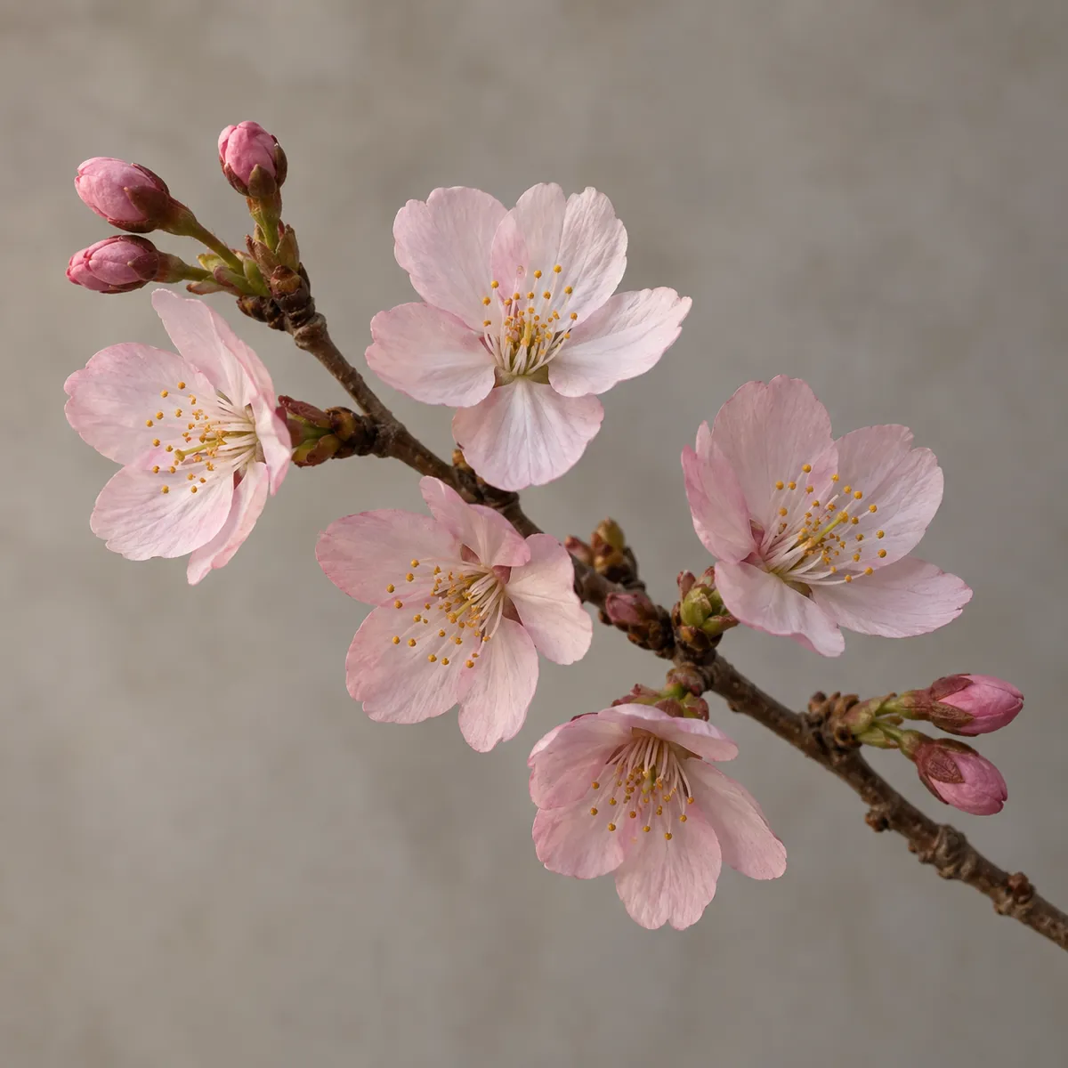 Cherry blossom reference photo, the source the tattoo stencil was traced from (AI-generated example)
