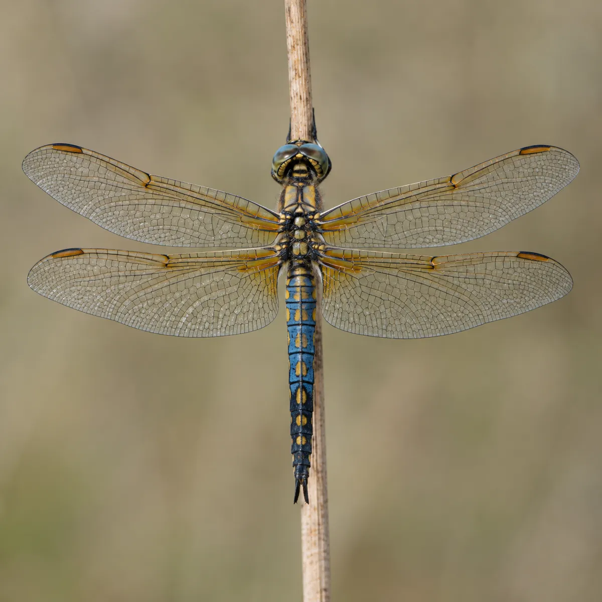 Dragonfly reference photo, the source the tattoo stencil was traced from (AI-generated example)