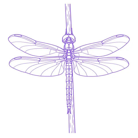 Dragonfly tattoo stencil: clean linework traced from the photo