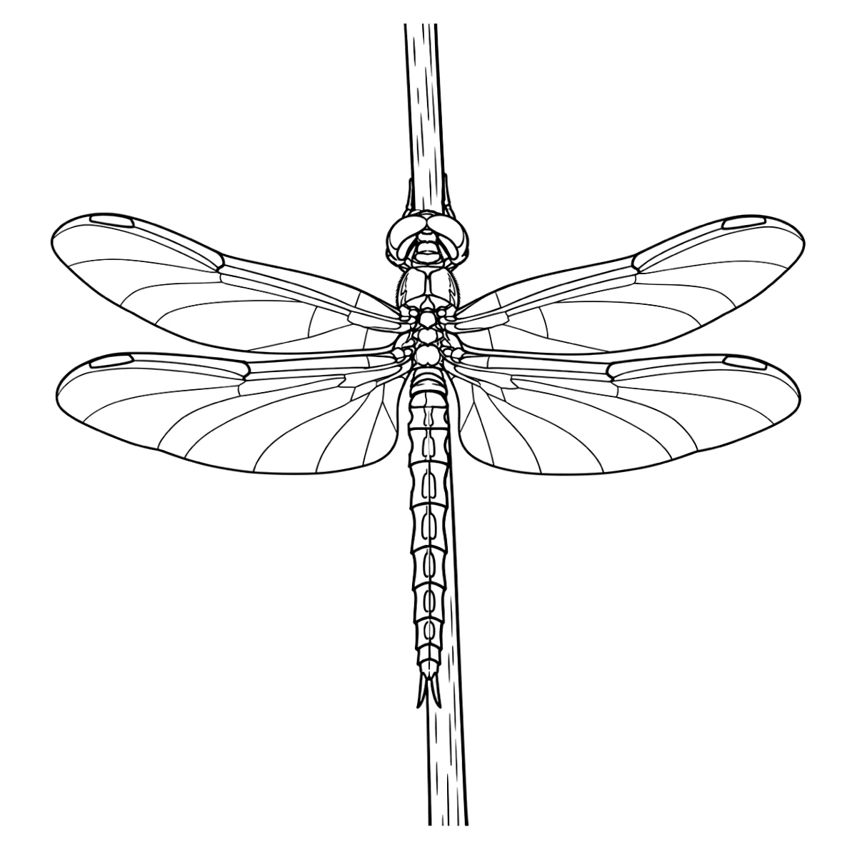 Dragonfly tattoo stencil in clean black linework on white, printable (AI-generated example)