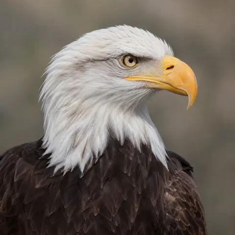 Eagle: reference photo
