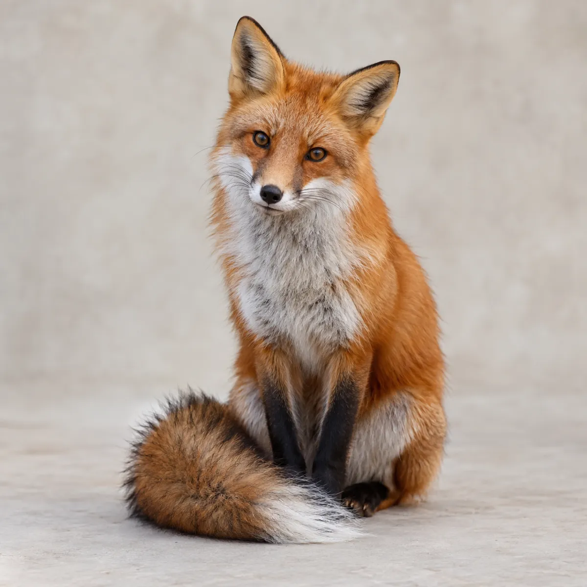 Fox reference photo, the source the tattoo stencil was traced from (AI-generated example)
