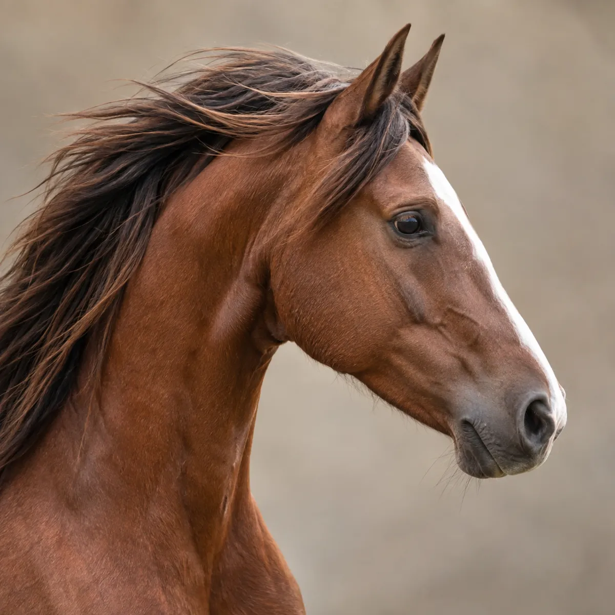 Horse reference photo, the source the tattoo stencil was traced from (AI-generated example)