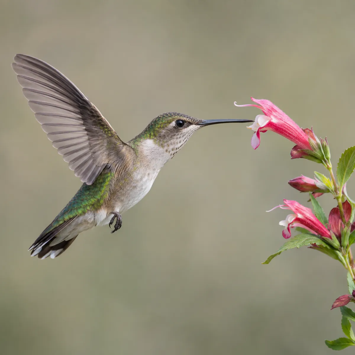 Hummingbird reference photo, the source the tattoo stencil was traced from (AI-generated example)