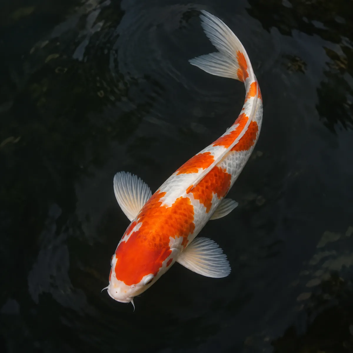 Koi reference photo, the source the tattoo stencil was traced from (AI-generated example)