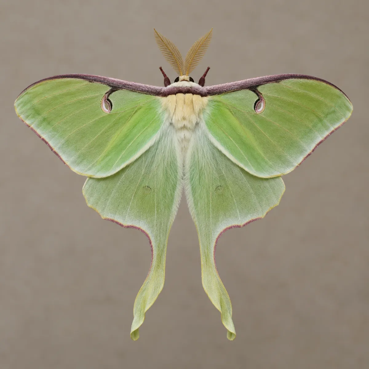Moth reference photo, the source the tattoo stencil was traced from (AI-generated example)