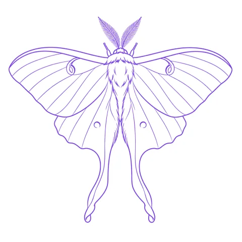 Moth tattoo stencil: clean linework traced from the photo