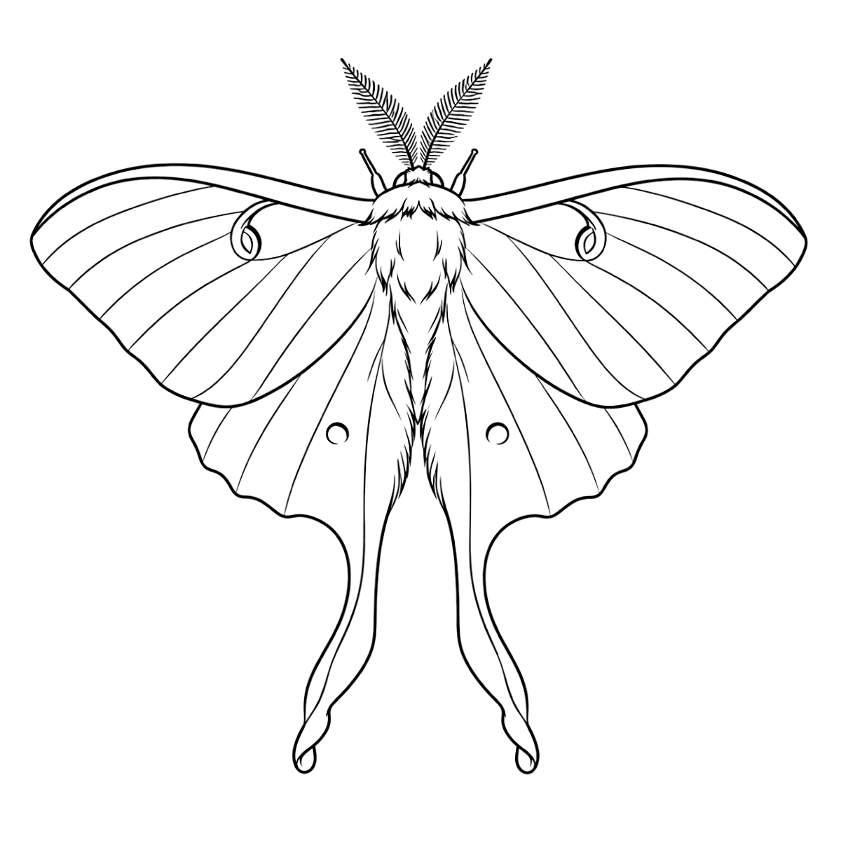 Moth tattoo stencil in clean black linework on white, printable (AI-generated example)