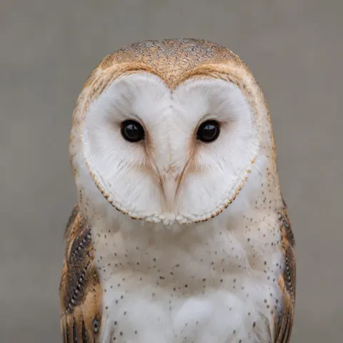 Owl: reference photo