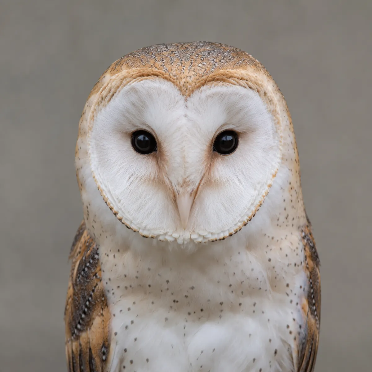 Owl reference photo, the source the tattoo stencil was traced from (AI-generated example)