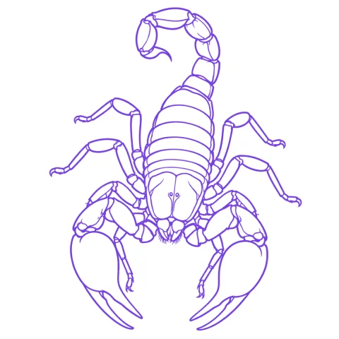 Scorpion tattoo stencil: clean linework traced from the photo