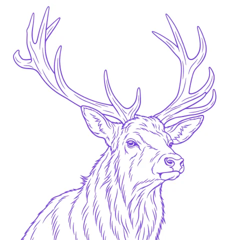 Stag tattoo stencil: clean linework traced from the photo