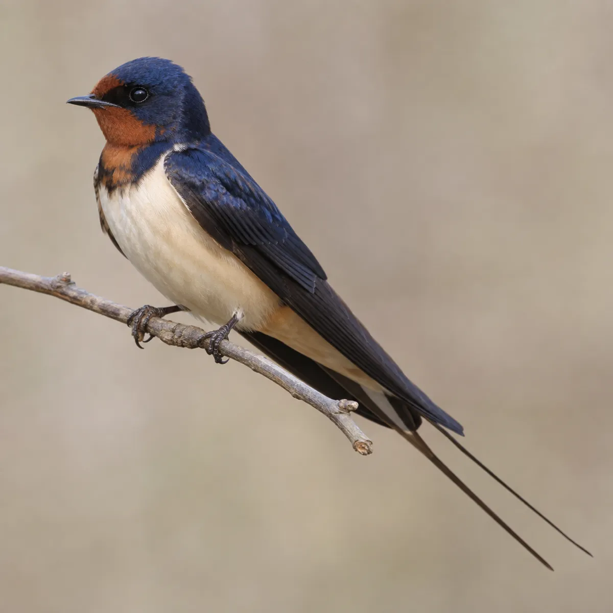 Swallow reference photo, the source the tattoo stencil was traced from (AI-generated example)
