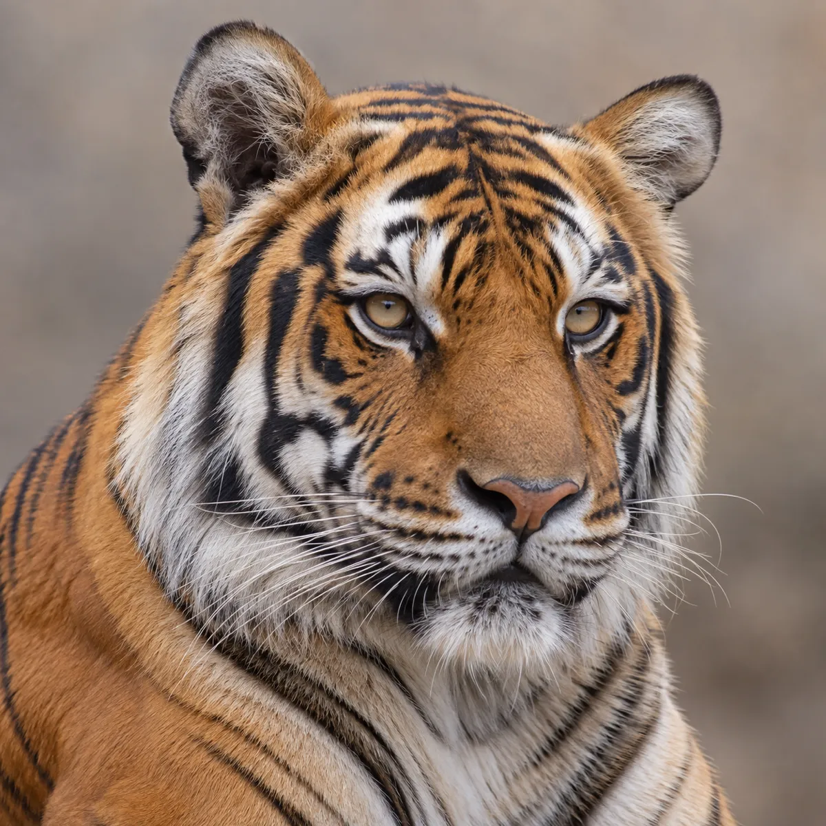 Tiger reference photo, the source the tattoo stencil was traced from (AI-generated example)