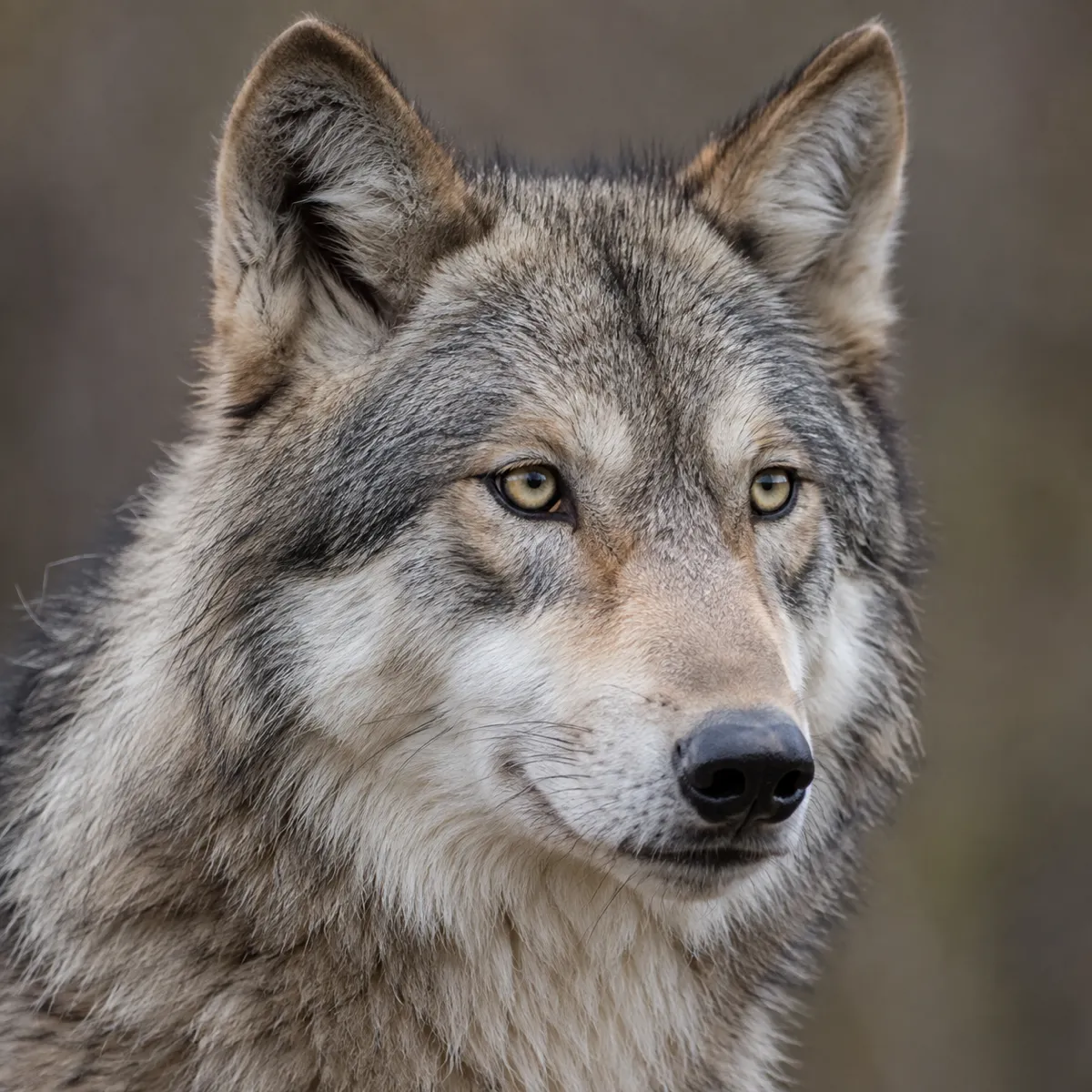 Wolf reference photo, the source the tattoo stencil was traced from (AI-generated example)